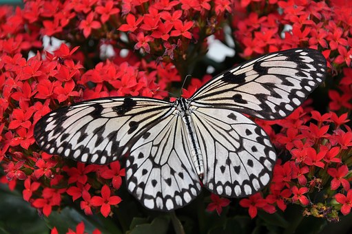 Animals and Interesting Facts