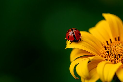 Flowers: What You Need To Know