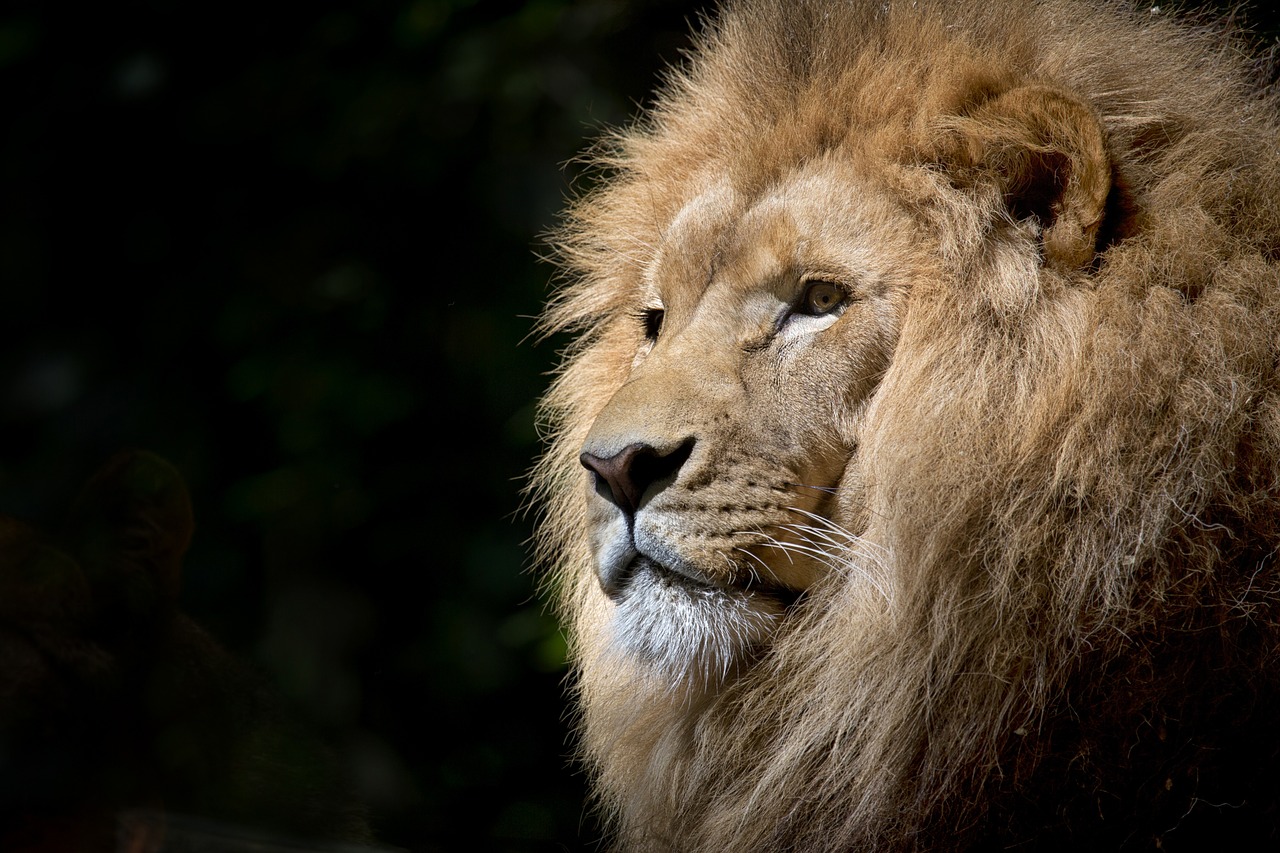 Top 10 Facts About The Lion King